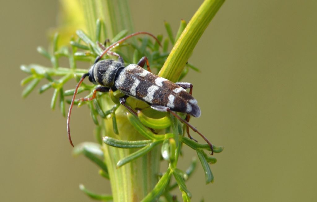 Plagionotus (Echinocerus) floralis